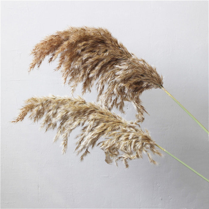 Sale! Natural Dried Pampas Grass